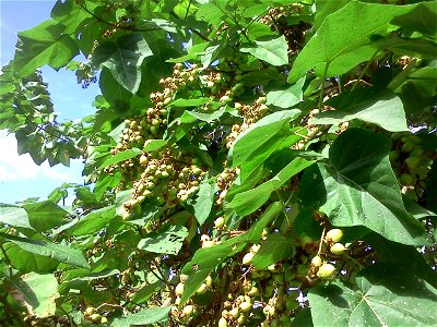 Paulownia avec des fruits.