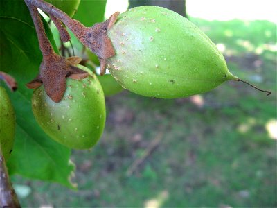 A picture of the unripe fruit of Paulownia Tomentosa.