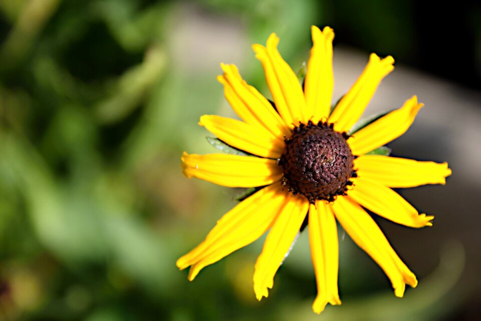 Garden flower nature flowering