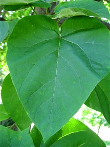 A picture of a leaf of Paulownia tomentosa.