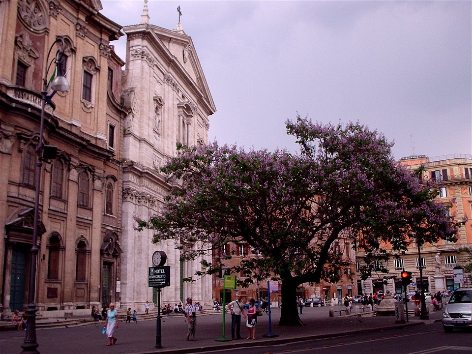 Paulownia tomentosa in Roma, Chiesa Nuova