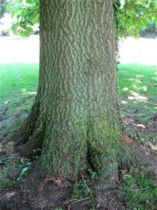 A picture of the trunk of Paulownia tomentosa.