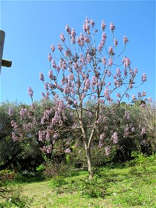 Paulownia tomentosa in the gardens of the villa Hanbury (Ventimiglia, Italy). Identified by its botanic label.