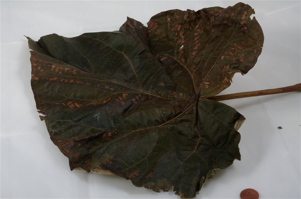 Dies ist ein Blatt eines Baums  der Art Paulownia tomentosa. Das Blatt ist ca. 25,5 cm lang (ohne Stiel) und ca. 24 cm breit. Der Stiel ist fast 12 cm lang. Fotografiert in Offenburg, Deutschland.