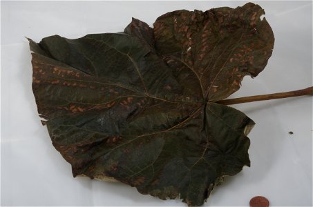 Dies ist ein Blatt eines Baums  der Art Paulownia tomentosa. Das Blatt ist ca. 25,5 cm lang (ohne Stiel) und ca. 24 cm breit. Der Stiel ist fast 12 cm lang. Fotografiert in Offenburg, Deutschland.