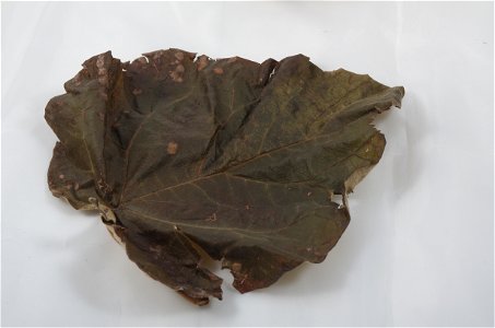 Dies ist ein Blatt eines Baums der Art Paulownia tomentosa, von oben betrachtet. Das Blatt ist ca. 16 cm lang (ohne Stiel) und 16,9 cm breit. Gefunden in Offenburg, Deutschland.