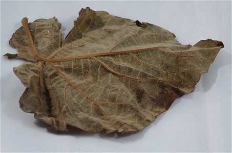 Dies ist ein Blatt eines Baums der Art Paulownia tomentosa, von unten betrachtet. Das Blatt ist ca. 16 cm lang (ohne Stiel) und 16,9 cm breit. Gefunden in Offenburg, Deutschland.