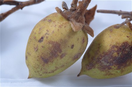 Früchte von Paulownia tomentosa (Nahaufnahme). Die Früchte sind je 3–4 cm lang und ca. 2,2 cm breit. Gefunden in Offenburg, Deutschland.