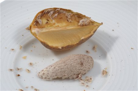 Dies ist eine aufgeschnittene Frucht eines Baums der Art Paulownia tomentosa, wobei die Samen herausgenommen wurden. Die Frucht ist etwa 3–4 cm lang und ca. 2,2 cm breit. Die einzelnen Samen sind jewe