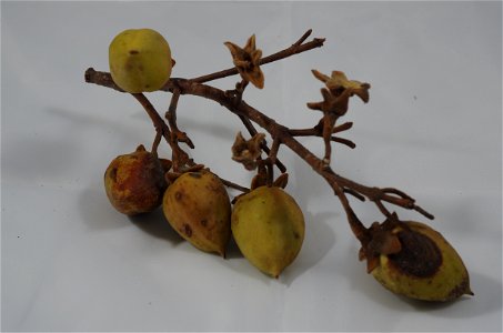 Früchte eines Baums der Art Paulownia tomentosa (Totale). Die Früchte sind je 3–4 cm lang und ca. 2,2 cm breit. Gefunden in Offenburg, Deutschland.