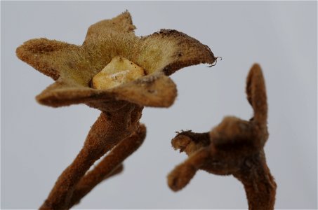 Ast eines Baums der Art Paulownia tomentosa. Das sternenförmige Dingens hat einen Durchmesser von etwa 2,2 cm. Gefunden in Offenburg, Deutschland.