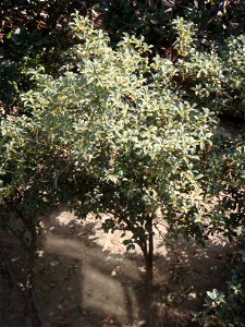 A picture of Osmanthus fragrans in full bloom (Chinese name, Guihua), taken in Jingjiang, Jiangsu, China.