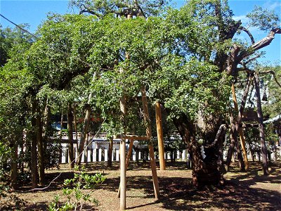 Mishimataisha-no-Kinmokusei (Osmanthus fragrans tree of Mishima-taisha) is a famous tree in Mishima-taisha, Mishima, Shizuoka Prefecture, Japan. Which is thickest Osmanthus fragrans tree in Japan. And