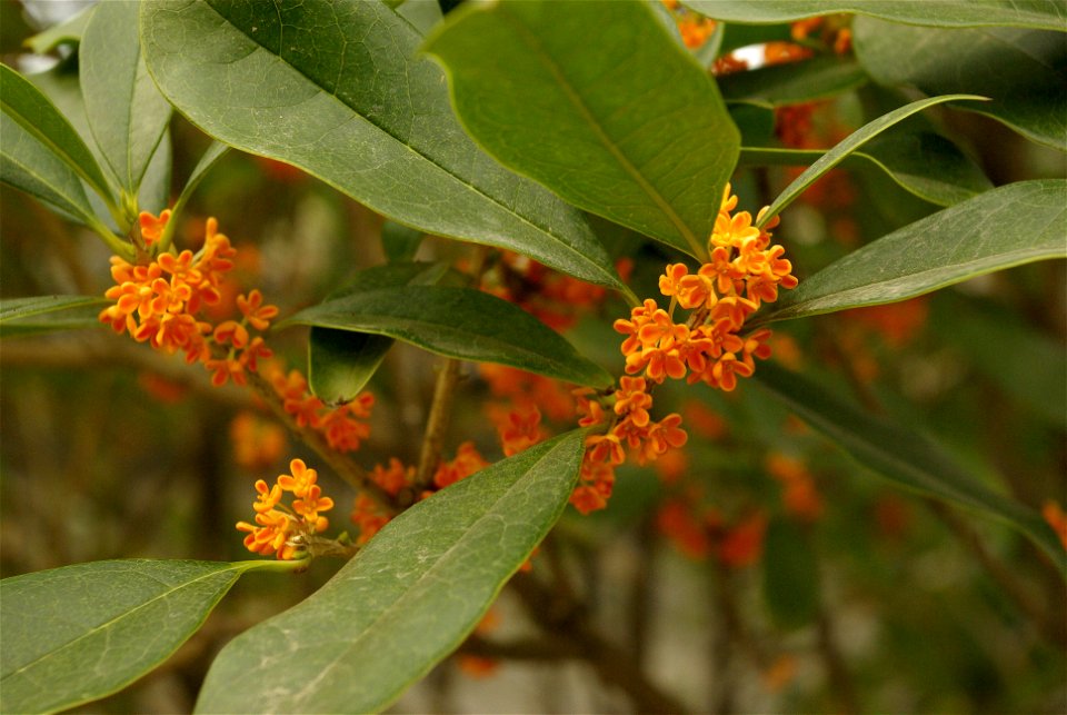 Osmanthus fragrans in China
