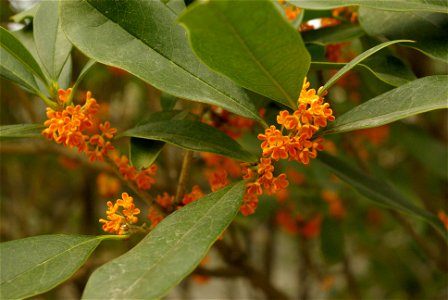 Osmanthus fragrans in China