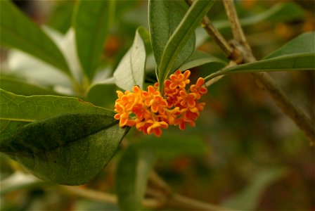 Osmanthus fragrans in China