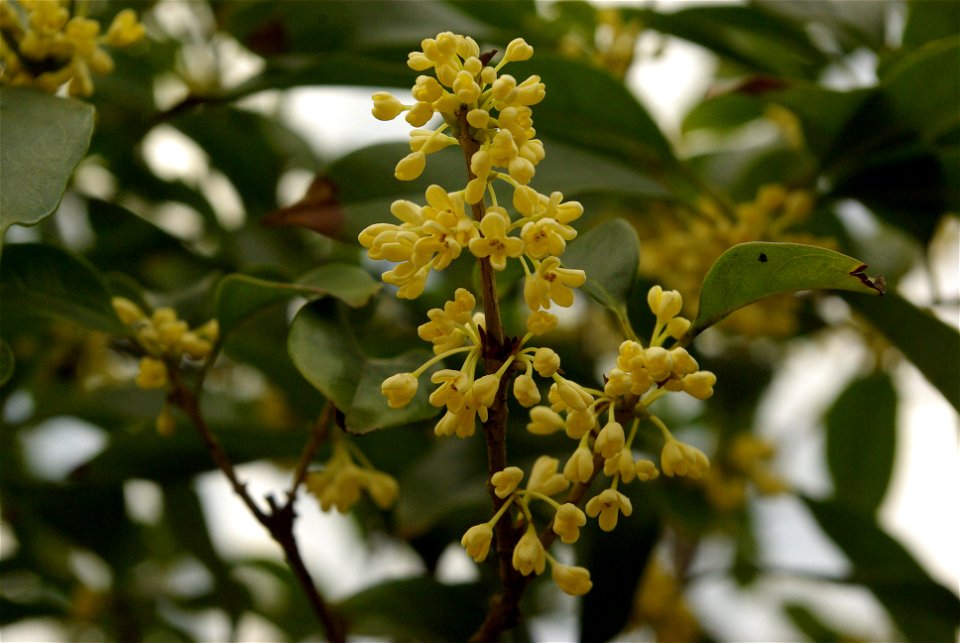 Osmanthus fragrans in China
