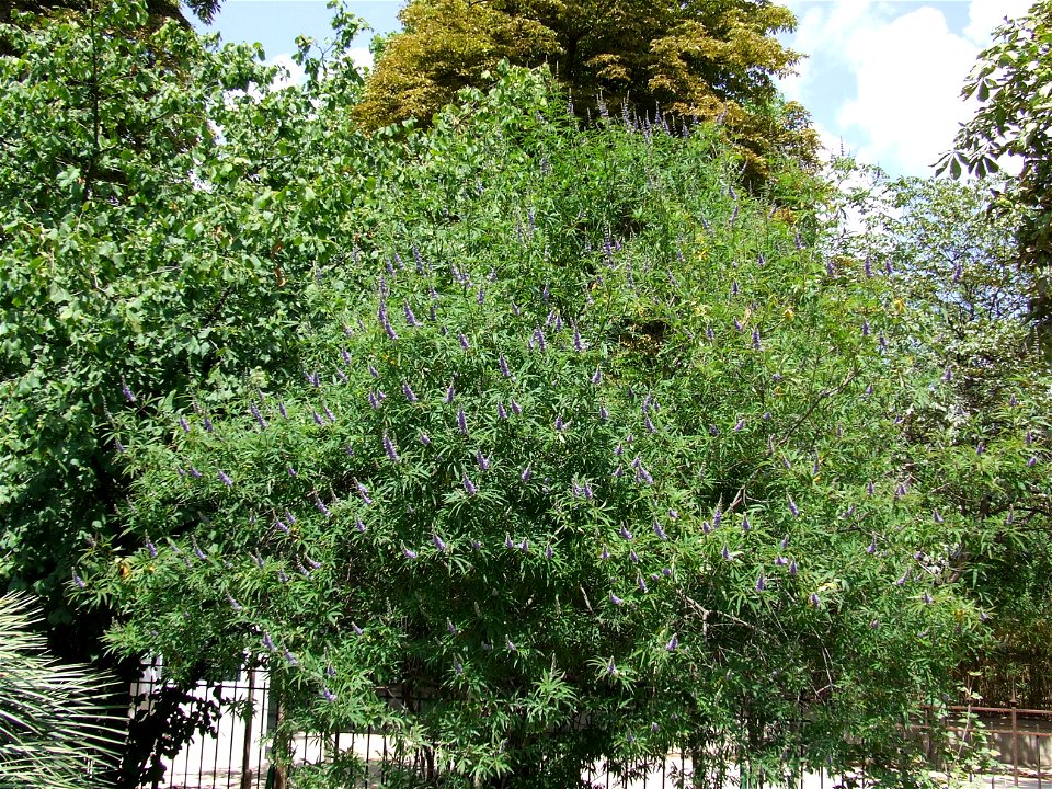 Vitex agnus-castus. Jardin des plantes - Paris