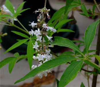 Chaste Tree, Chasteberry or Monk's Pepper. Belgium.