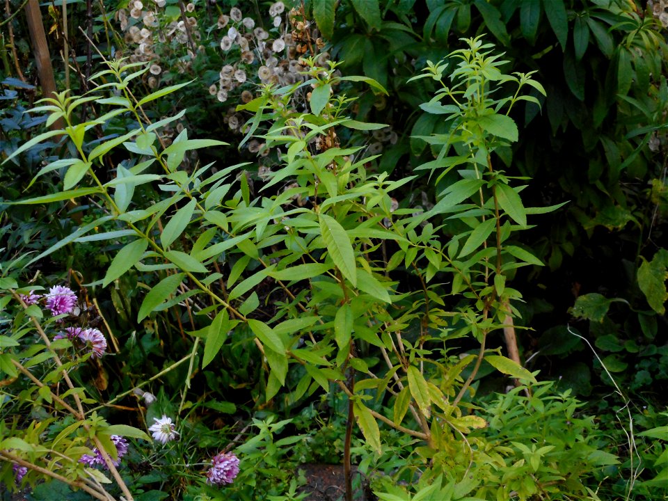 Ein Zitronenstrauch (Aloysia citrodora) auch Zitronenverbene in einem Garten.