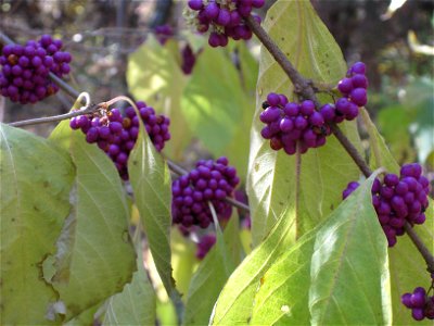 Close up of american beautybush taken in Fall 2010 at Ray Roberts Lake in Texas