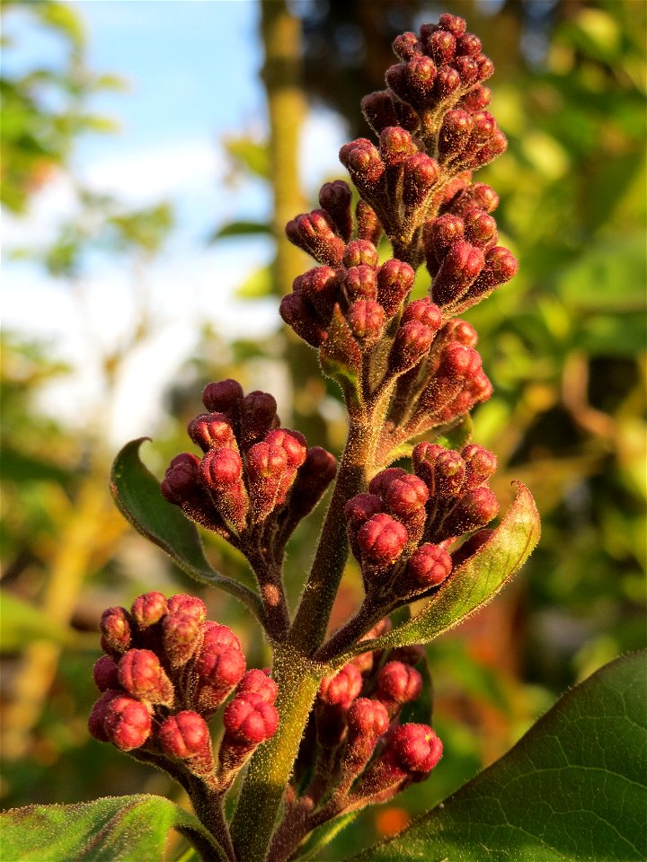 Gemeiner Flieder (Syringa vulgaris) in Hockenheim