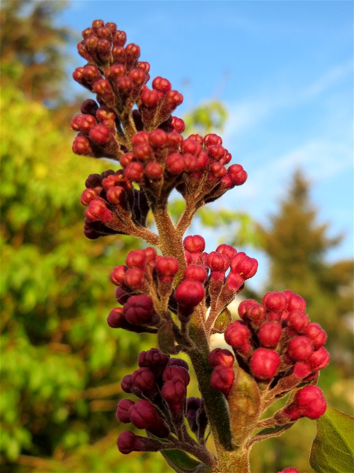 Gemeiner Flieder (Syringa vulgaris) in Hockenheim