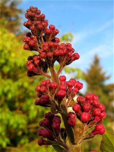 Gemeiner Flieder (Syringa vulgaris) in Hockenheim