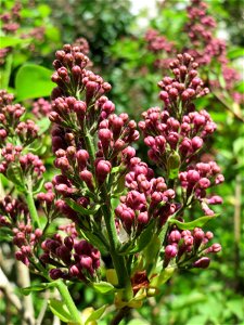 Gemeiner Flieder (Syringa vulgaris) in Hockenheim