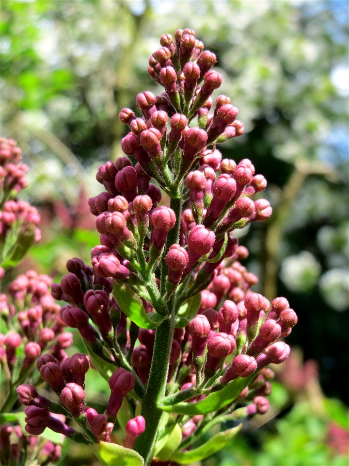 Gemeiner Flieder (Syringa vulgaris) in Hockenheim photo