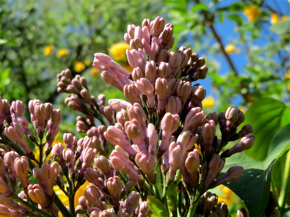 Gemeiner Flieder (Syringa vulgaris) im Hockenheimer Rheinbogen