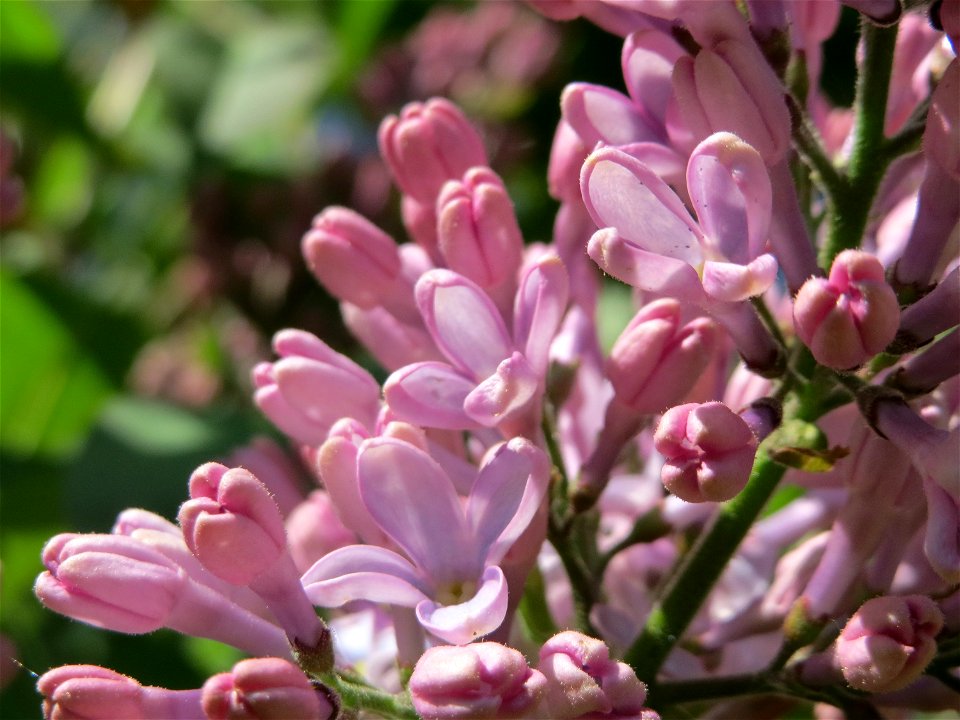 Gemeiner Flieder (Syringa vulgaris) im Hockenheimer Rheinbogen