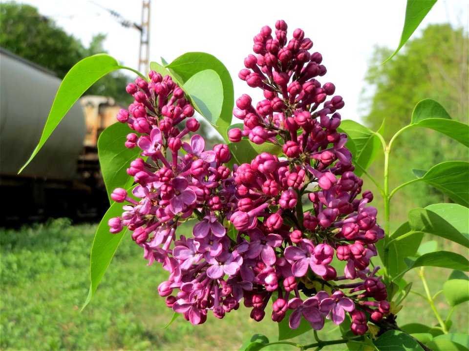 Gemeiner Flieder (Syringa vulgaris) am Bahndamm im Schwetzinger Hardt