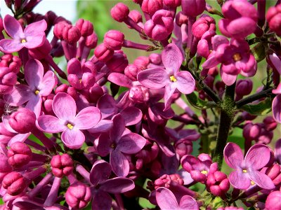 Gemeiner Flieder (Syringa vulgaris) am Bahndamm im Schwetzinger Hardt