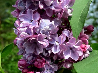 Gemeiner Flieder (Syringa vulgaris) im Schwetzinger Hardt