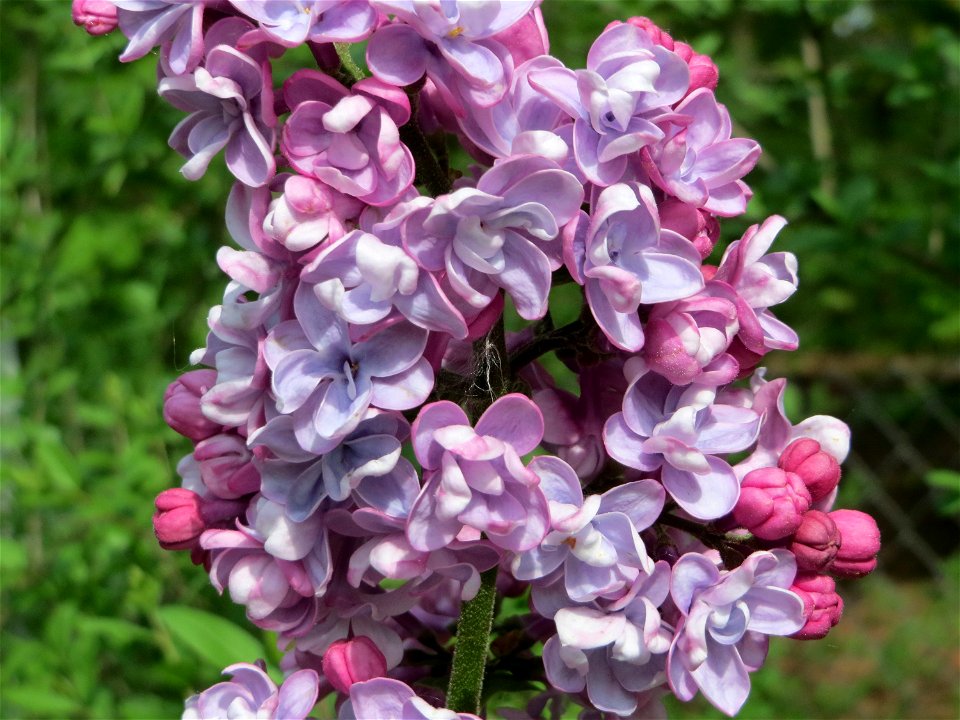 Gemeiner Flieder (Syringa vulgaris) im Schwetzinger Hardt