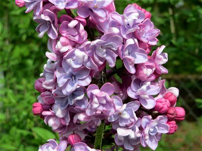 Gemeiner Flieder (Syringa vulgaris) im Schwetzinger Hardt