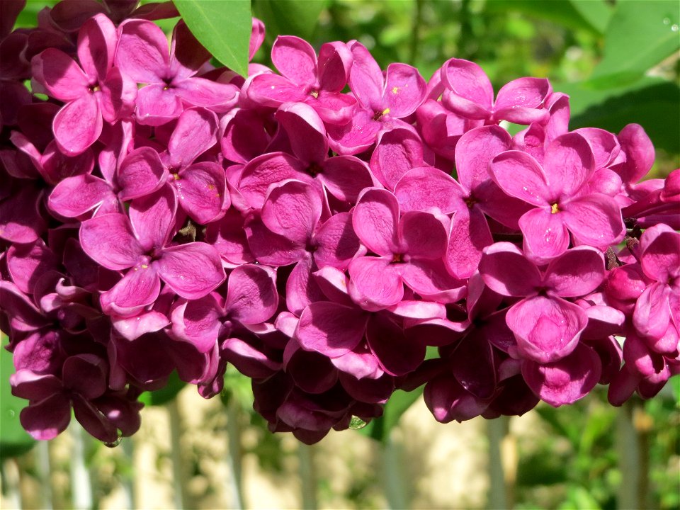 Gemeiner Flieder (Syringa vulgaris) in Saarbrücken