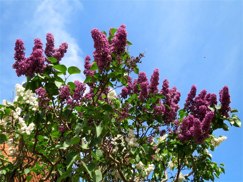 Flieder (Syringa vulgaris) in Hockenheim
