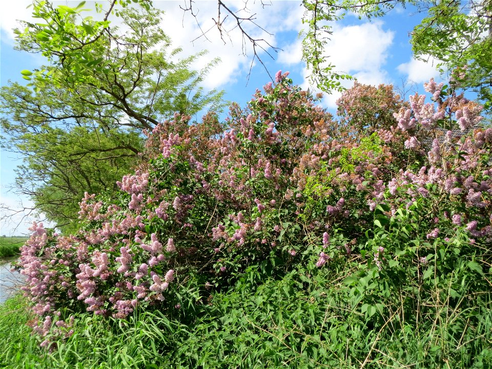 Gemeiner Flieder (Syringa vulgaris) im Naturschutzgebiet Alter Kraichbach hinter den Bergen