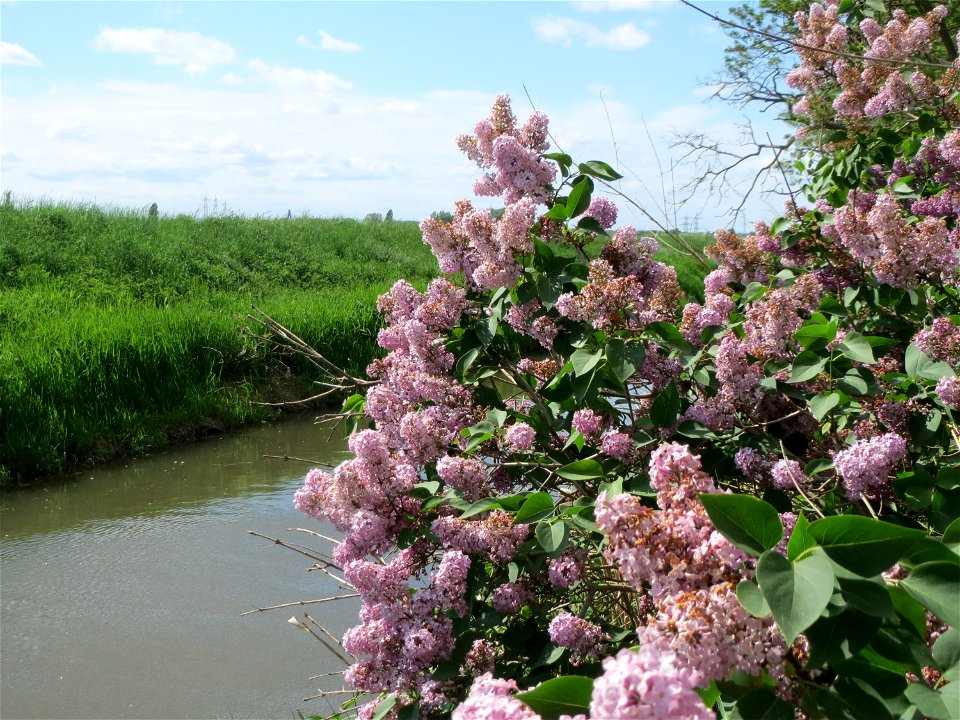 Gemeiner Flieder (Syringa vulgaris) im Naturschutzgebiet Alter Kraichbach hinter den Bergen