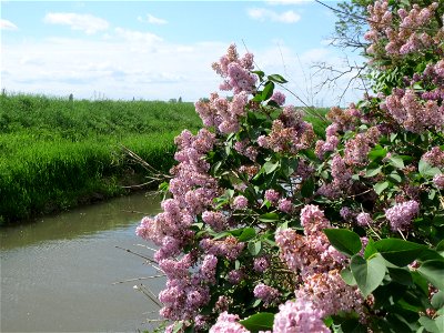 Gemeiner Flieder (Syringa vulgaris) im Naturschutzgebiet Alter Kraichbach hinter den Bergen photo