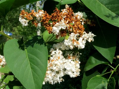 Flieder (Syringa vulgaris) bei Hockenheim photo