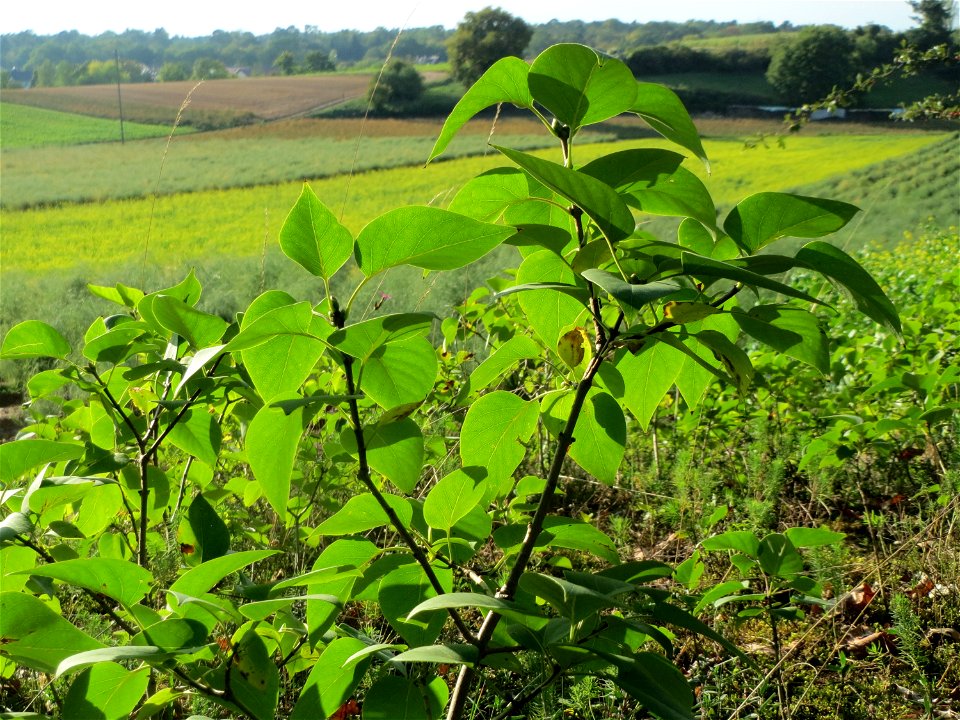 Gemeiner Flieder (Syringa vulgaris) an den Oftersheimer Dünen