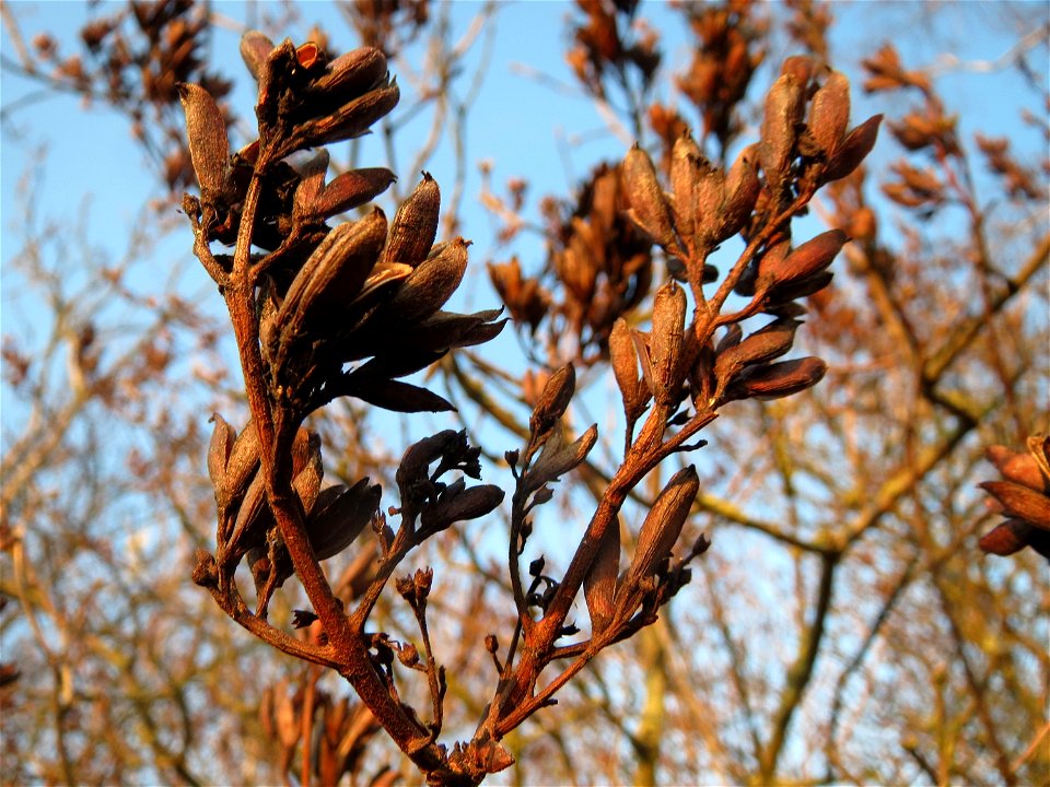 Gemeiner Flieder (Syringa vulgaris) in Hockenheim