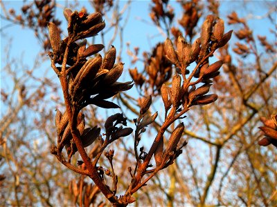 Gemeiner Flieder (Syringa vulgaris) in Hockenheim