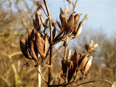 Gemeiner Flieder (Syringa vulgaris) in Hockenheim