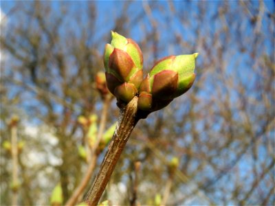 Gemeiner Flieder (Syringa vulgaris) in Hockenheim