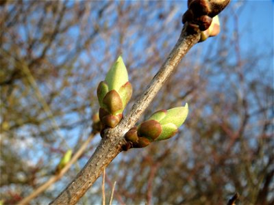 Gemeiner Flieder (Syringa vulgaris) in Hockenheim