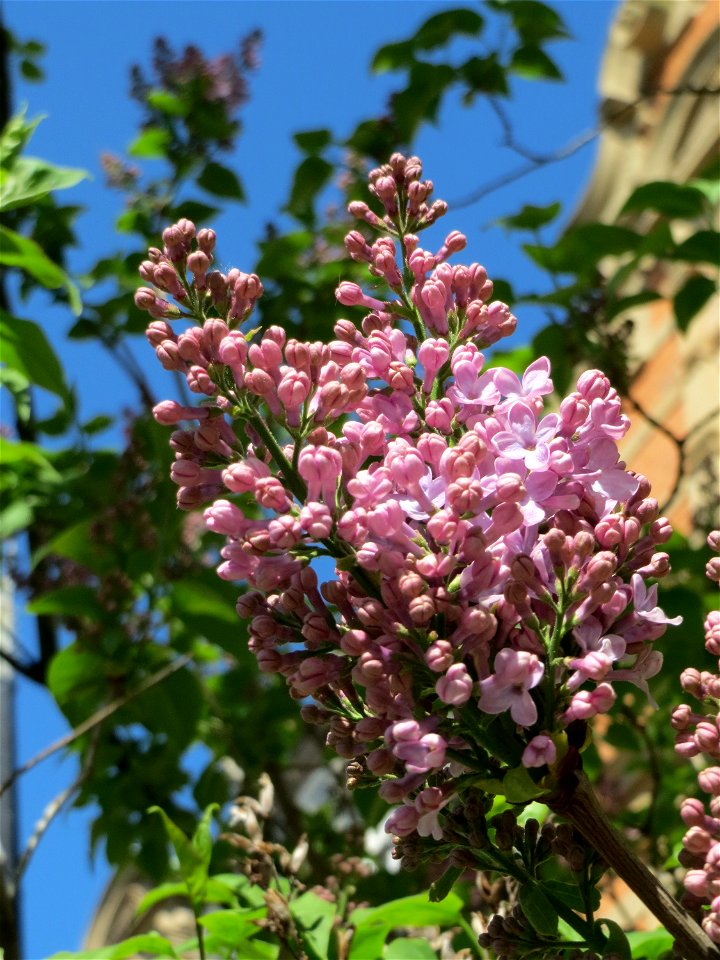 Gemeiner Flieder (Syringa vulgaris) in der Lutherstraße Heidelberg-Neuenheim